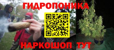 тгк Кингисепп